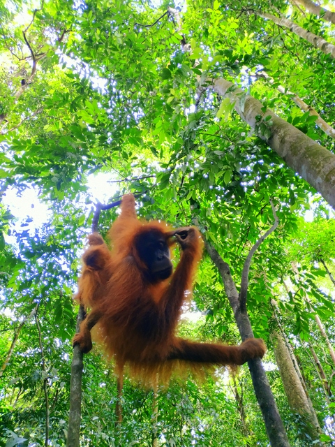 orangutan in bukit lawang