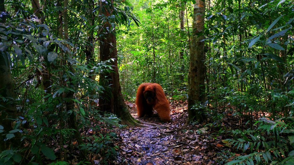 male orangutan in bukit lawang