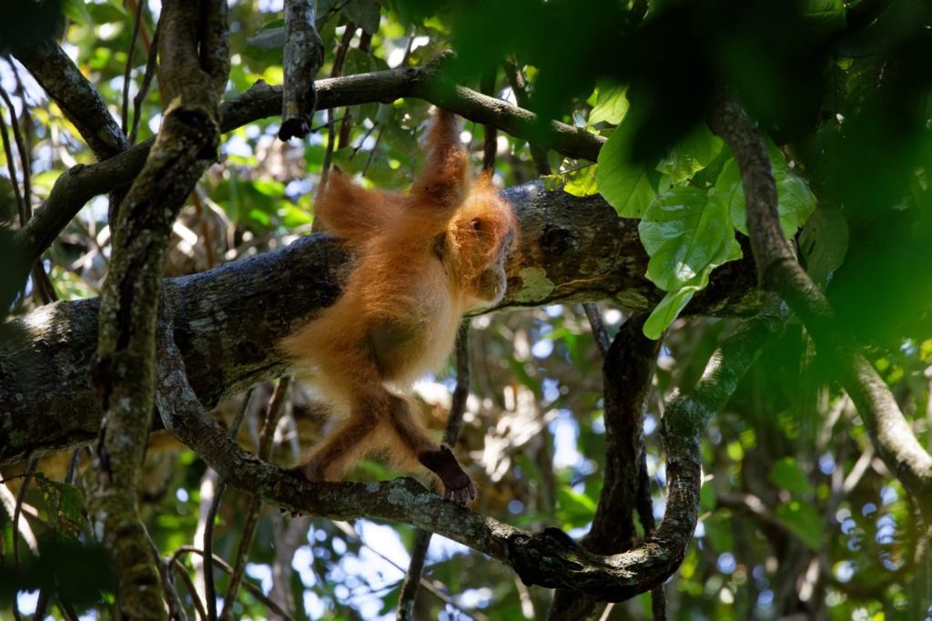 baby orangutan in the wild gunung leuser np
NORTH SUMATRA TOUR 9 DAYS 8 NIGHTS